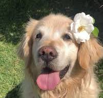 dog image