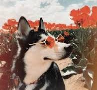 dog image