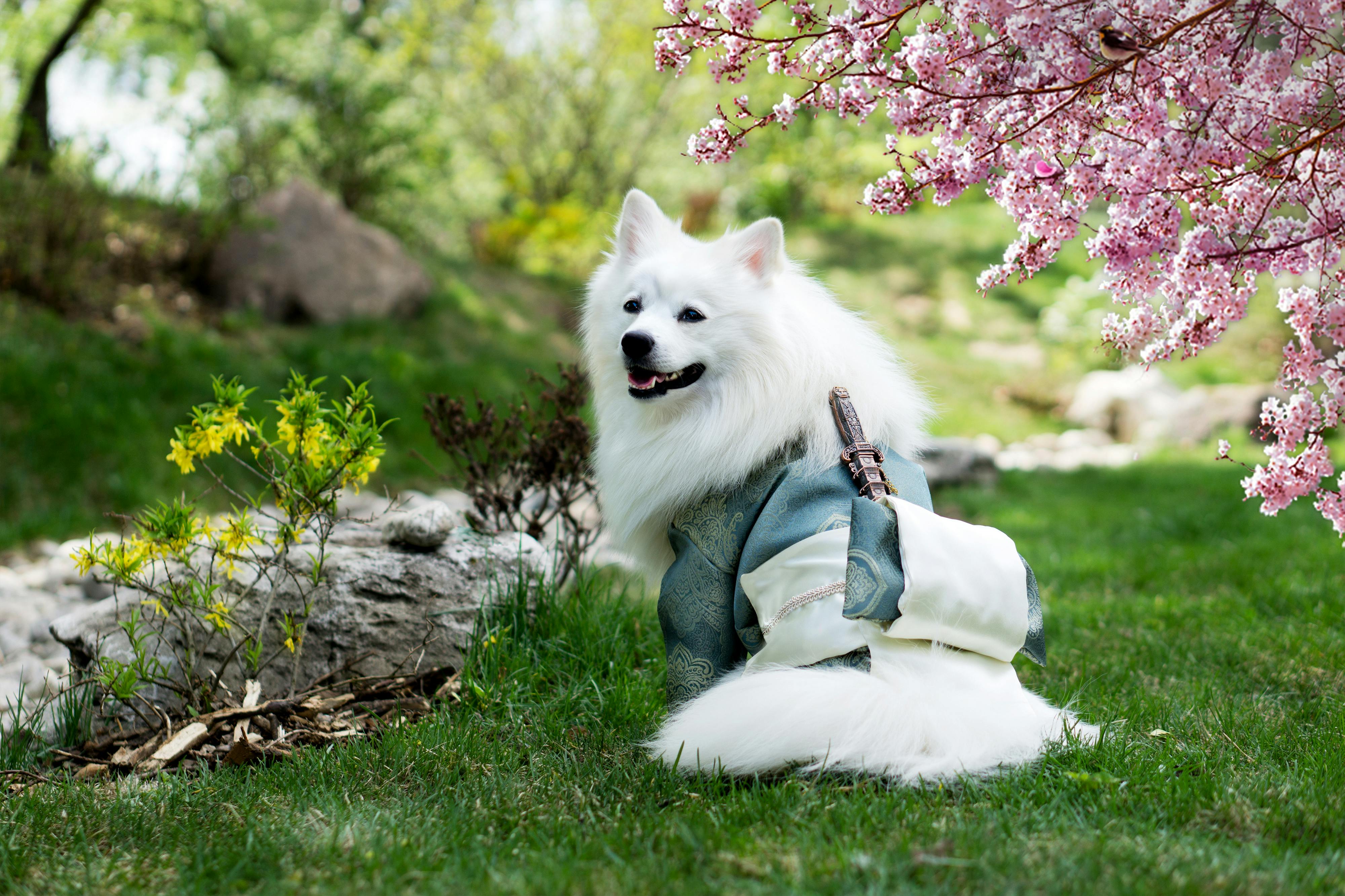dog image