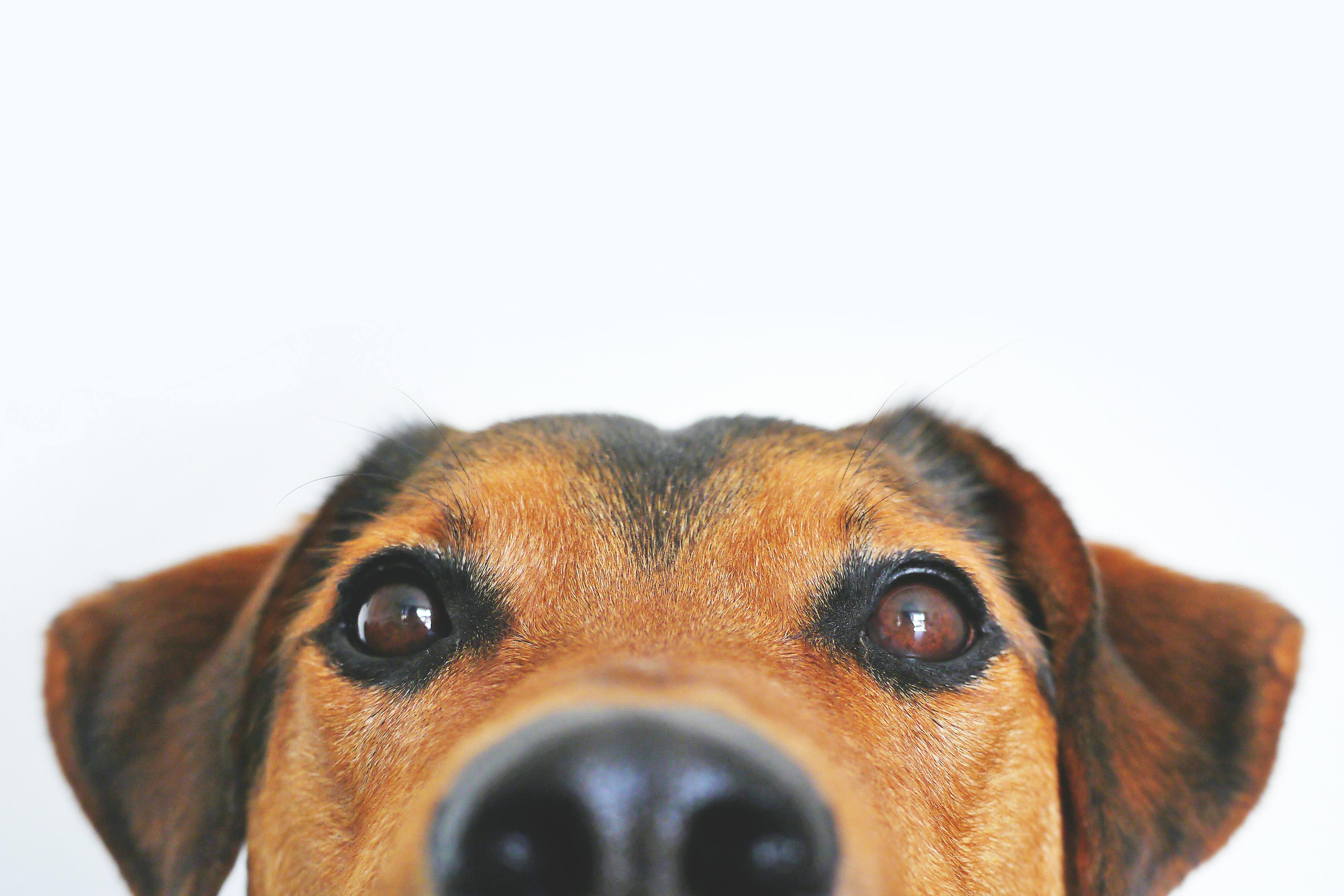 dog image