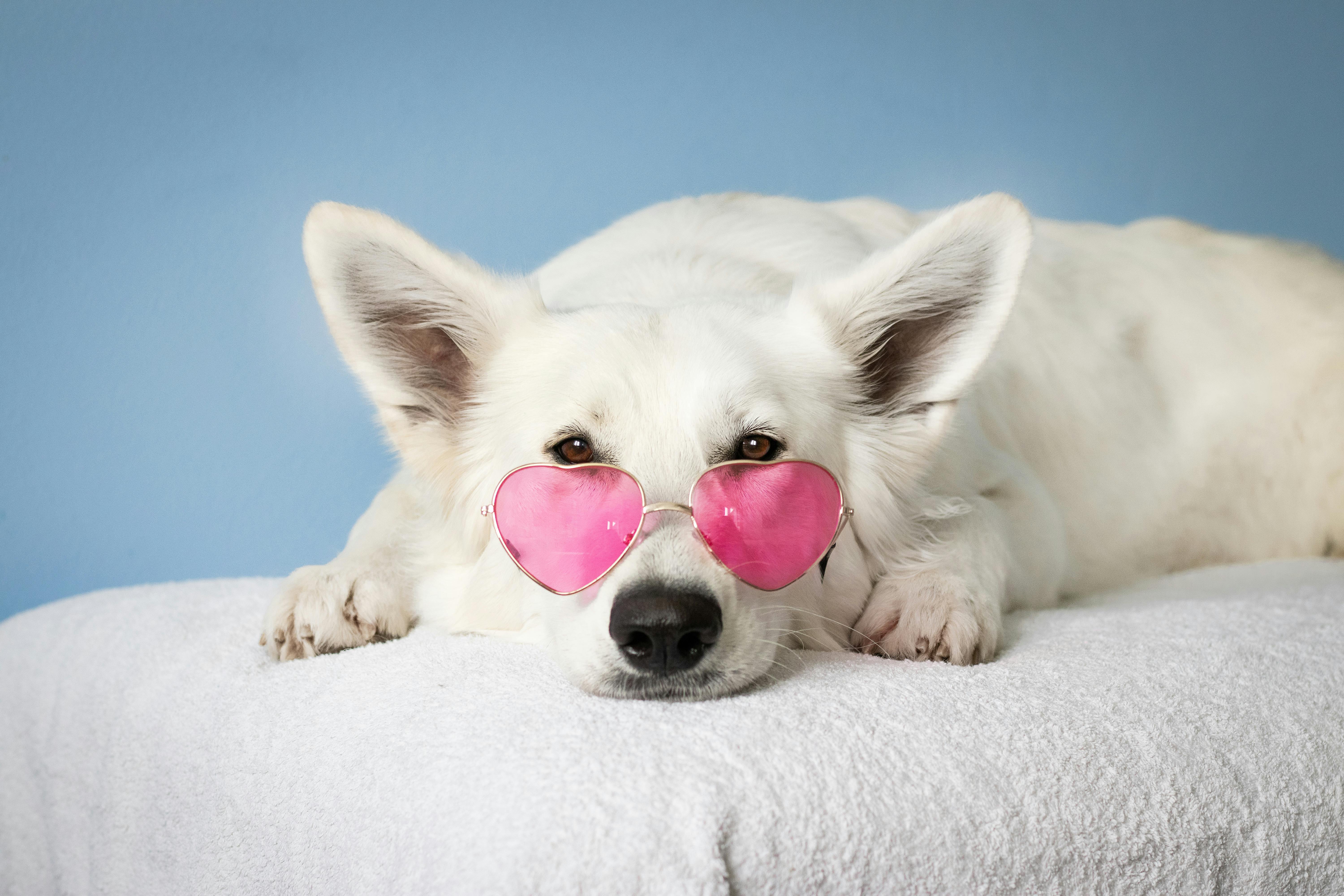 dog image